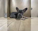 Small #3 French Bulldog