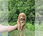 Small Photo #3 Goldendoodle Puppy For Sale in WESTMINSTER, SC, USA