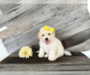 Bichpoo Puppy for sale in ELKTON, KY, USA