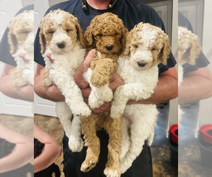 Goldendoodle-Poodle (Standard) Mix Puppy for sale in FOLSOM, LA, USA