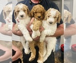 Small Goldendoodle-Poodle (Standard) Mix