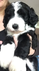 Bernedoodle Puppy for sale in SPRINGFIELD, IL, USA