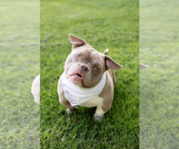 Medium Photo #5 American Bulldog-Unknown Mix Puppy For Sale in Crete, IL, USA