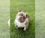 Small #4 American Bulldog Mix