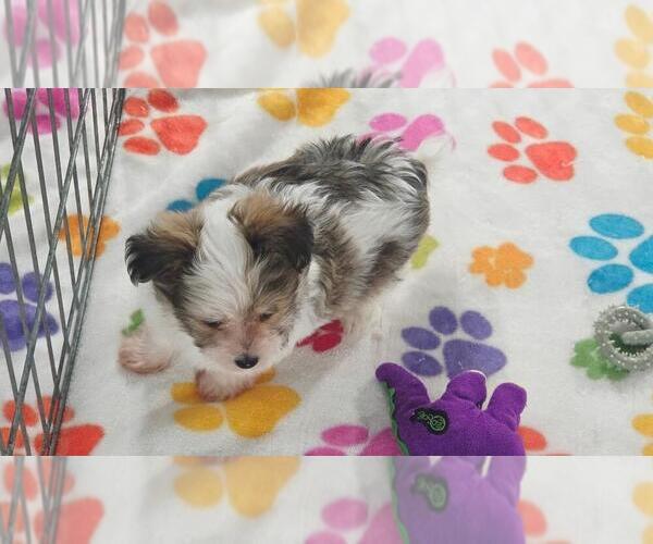 Medium Photo #5 Papitese Puppy For Sale in ORO VALLEY, AZ, USA