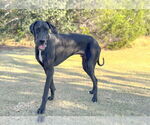 Small #3 Great Dane