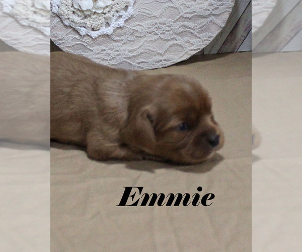 Medium Photo #5 Cavalier King Charles Spaniel Puppy For Sale in CHANUTE, KS, USA