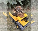 Small #1 Shorkie Tzu