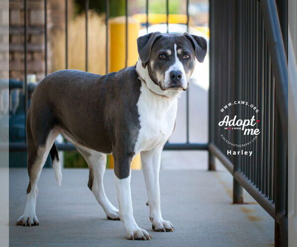 Medium Photo #10 American Bulldog-Unknown Mix Puppy For Sale in Salt Lake City, UT, USA