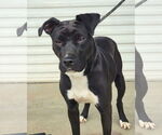 Small #2 Boxador