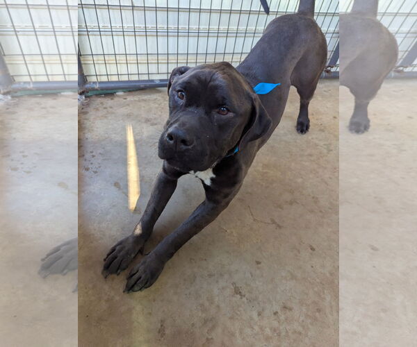 Medium Photo #3 American Staffordshire Terrier-Mastiff Mix Puppy For Sale in McCormick, SC, USA