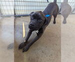 Small #2 American Staffordshire Terrier-Mastiff Mix