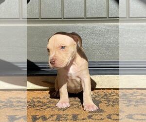 American Bully Puppy for sale in SAN JOSE, CA, USA