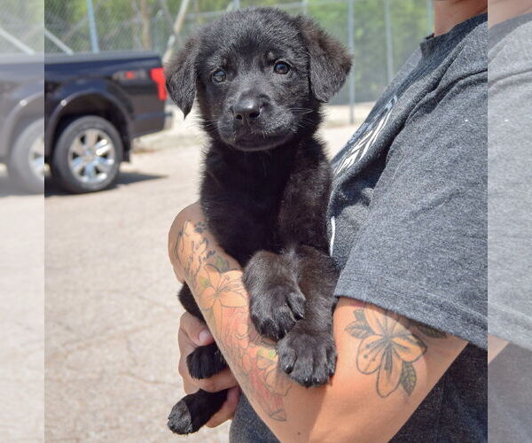 Medium Photo #2 Mutt Puppy For Sale in Huntley, IL, USA