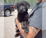 Small #1 Mutt