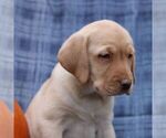 Small #3 Labrador Retriever
