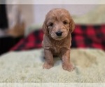 Small #8 Goldendoodle