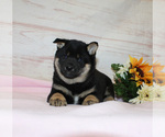 Small Photo #5 Shiba Inu Puppy For Sale in CANTON, SD, USA