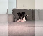 Small #7 Labrador Retriever