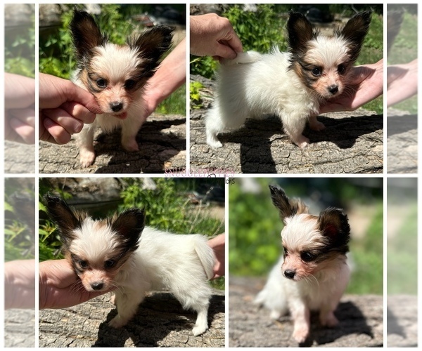 Medium Photo #1 Papillon Puppy For Sale in MINNEAPOLIS, MN, USA