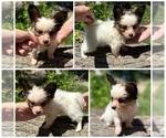Small Papillon