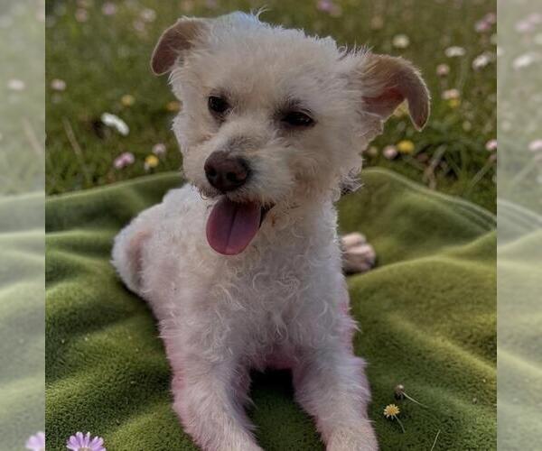 Medium Photo #9 Poodle (Miniature)-Unknown Mix Puppy For Sale in San Diego, CA, USA