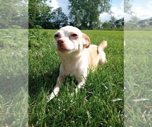 Mother of the Chihuahua puppies born on 09/11/2025