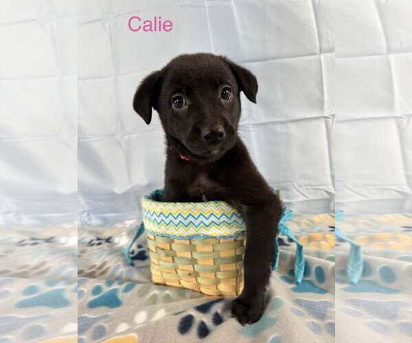 Medium Photo #2 Labrador Retriever-Unknown Mix Puppy For Sale in Duluth, MN, USA