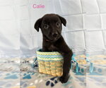 Small #1 Labrador Retriever Mix