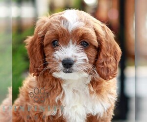 Cavapoo (Miniature) Puppy for sale in LITITZ, PA, USA