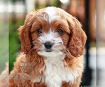Small Cavapoo (Miniature)