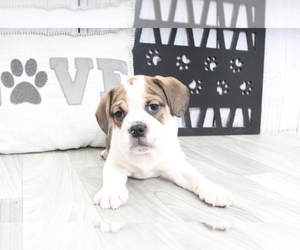 English Bulldog-Pug Mix Dog for Adoption in MARIETTA, Georgia USA