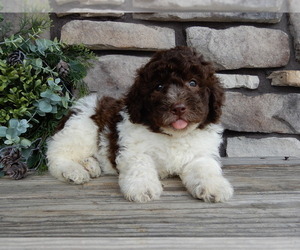 Miniature Labradoodle Puppy for Sale in MILLERSBURG, Ohio USA