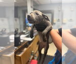 Small Mutt