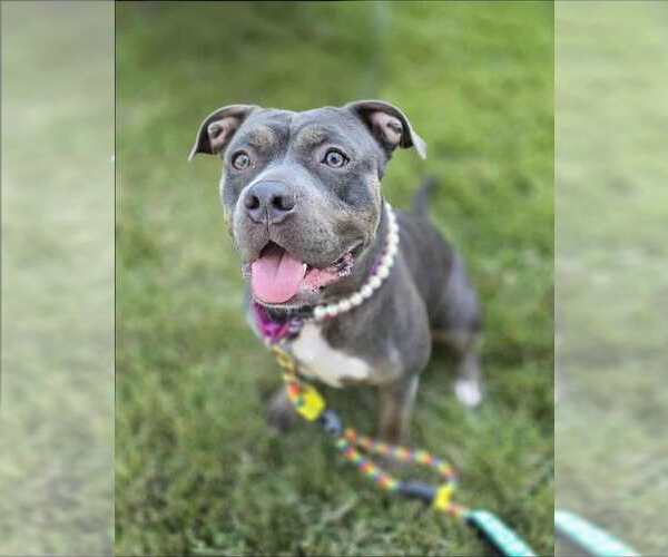 Medium Photo #2 American Pit Bull Terrier Puppy For Sale in Rockville, MD, USA