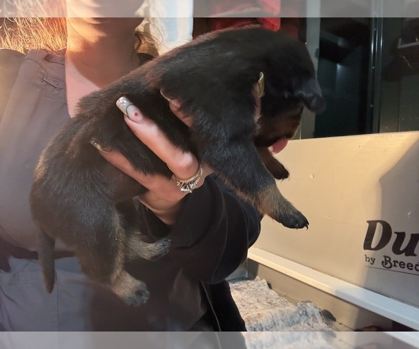 Medium Photo #28 Rottweiler Puppy For Sale in GREEN SPRINGS, OH, USA