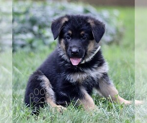 German Shepherd Dog Puppy for sale in COATESVILLE, PA, USA