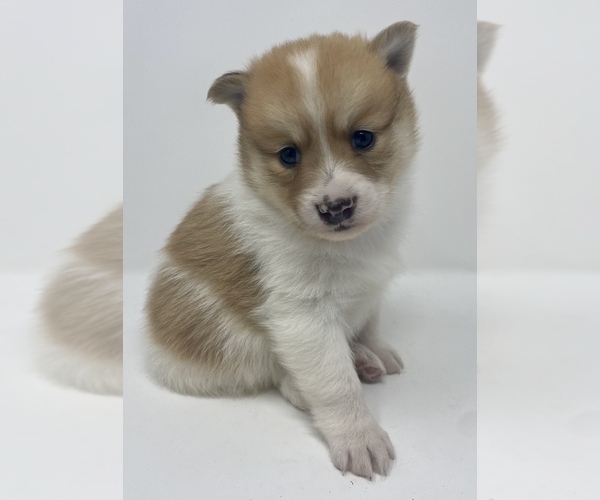 Medium Photo #2 Finnish Spitz-Pomeranian Mix Puppy For Sale in MONCLOVA, OH, USA