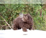 Small #25 ShihPoo