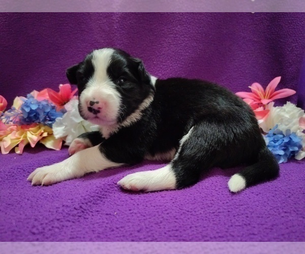 Medium Photo #9 Border Collie Puppy For Sale in NORBORNE, MO, USA