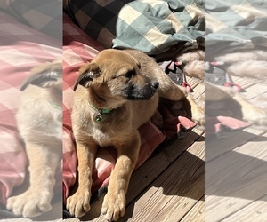 Golden Shepherd-Unknown Mix Puppy for sale in PAULDEN, AZ, USA