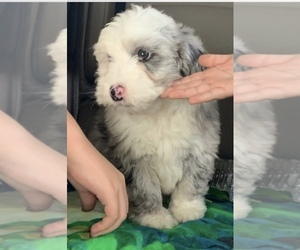 Sheepadoodle Puppy for sale in BANDERA, TX, USA