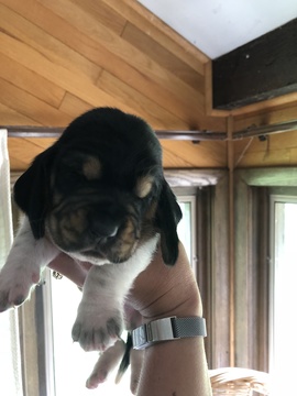 Medium Photo #1 Basset Hound Puppy For Sale in PICKEREL, WI, USA