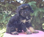 Small #1 Cavapoo