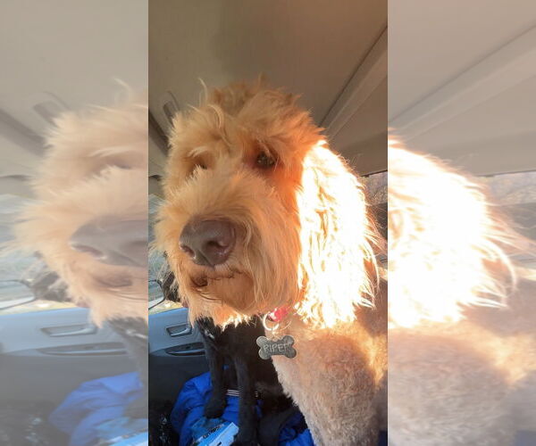 Medium Photo #3 Golden Retriever Puppy For Sale in Harrison, AR, USA