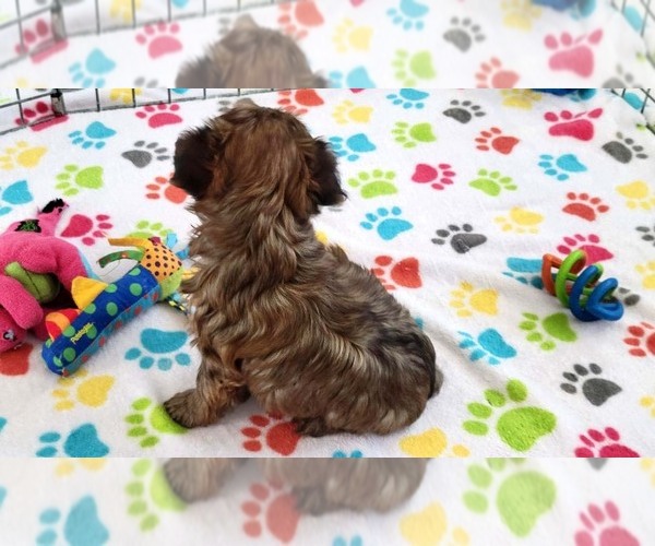 Medium Photo #4 Yorkshire Terrier Puppy For Sale in ORO VALLEY, AZ, USA