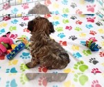 Small #3 Yorkshire Terrier