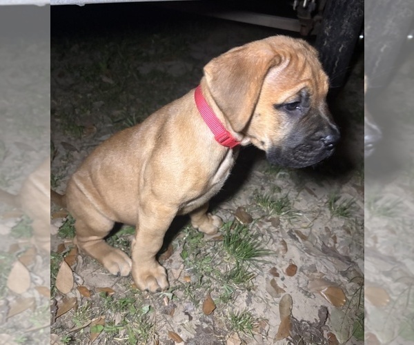 Medium Photo #3 Bullmastiff Puppy For Sale in JAY, FL, USA