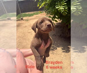 Chocolate Labrador retriever-Unknown Mix Dogs for adoption in Brooksville, FL, USA