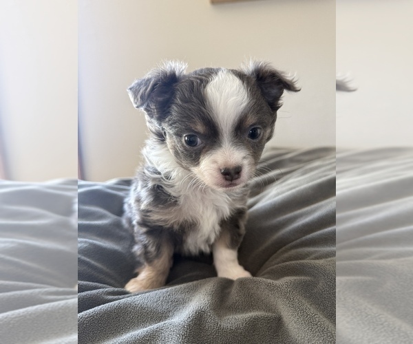 Medium Photo #4 Chihuahua Puppy For Sale in MARCUS, IA, USA